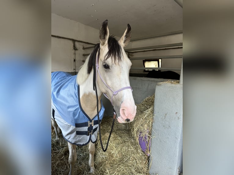 Deutsches Reitpony Stute 5 Jahre 146 cm Schecke in Duisburg