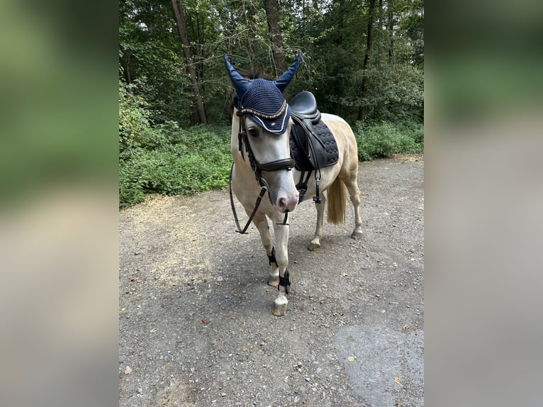 Deutsches Reitpony Stute 5 Jahre 146 cm Schecke in Duisburg
