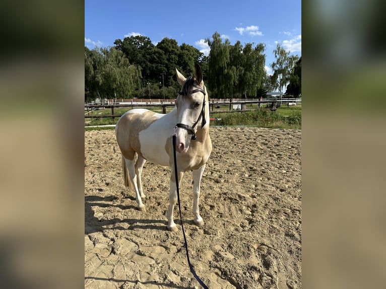 Deutsches Reitpony Stute 5 Jahre 146 cm Schecke in Duisburg