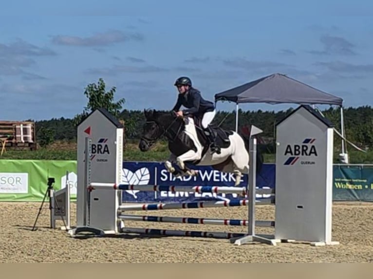 Deutsches Reitpony Stute 5 Jahre 146 cm Schecke in Braunschweig