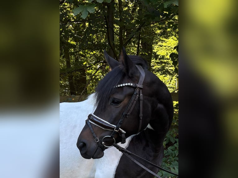 Deutsches Reitpony Stute 5 Jahre 146 cm Schecke in Braunschweig