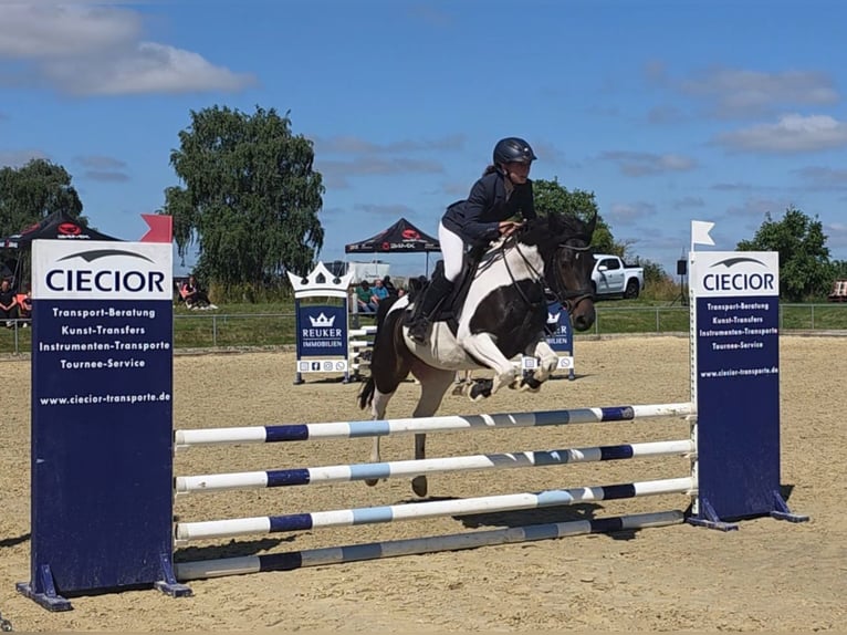 Deutsches Reitpony Stute 5 Jahre 146 cm Schecke in Braunschweig