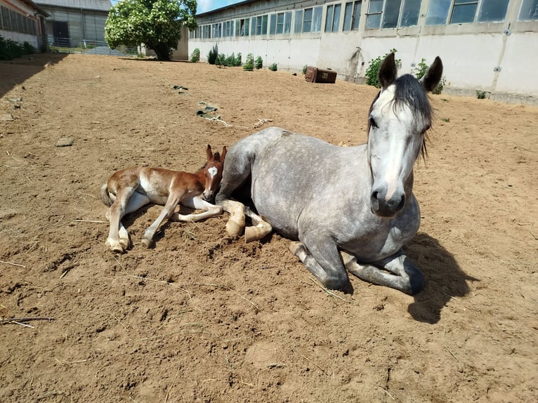Deutsches Reitpony Stute 5 Jahre 146 cm Schimmel in Förderstedt