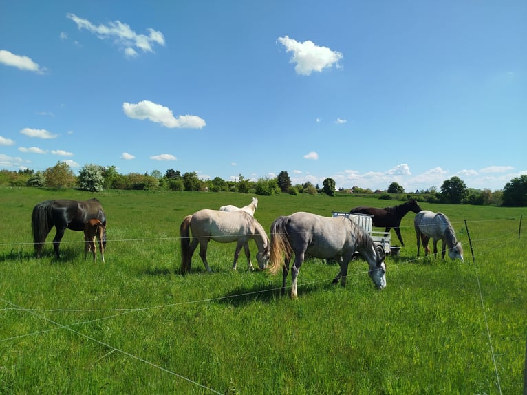Deutsches Reitpony Stute 5 Jahre 146 cm Schimmel in Förderstedt