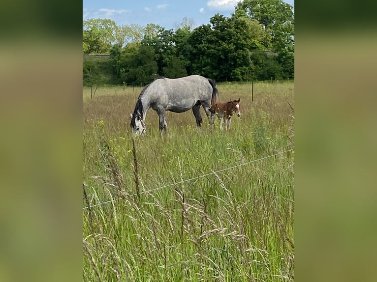 Deutsches Reitpony Stute 5 Jahre 146 cm Schimmel in Förderstedt