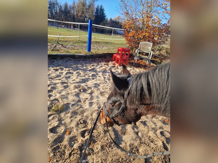 Deutsches Reitpony Stute 5 Jahre 146 cm Schwarzbrauner in Embsen