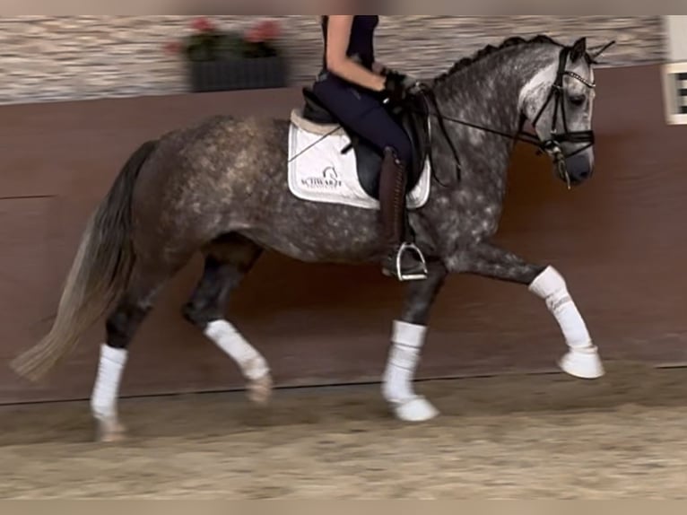 Deutsches Reitpony Stute 5 Jahre 147 cm Apfelschimmel in Wehringen