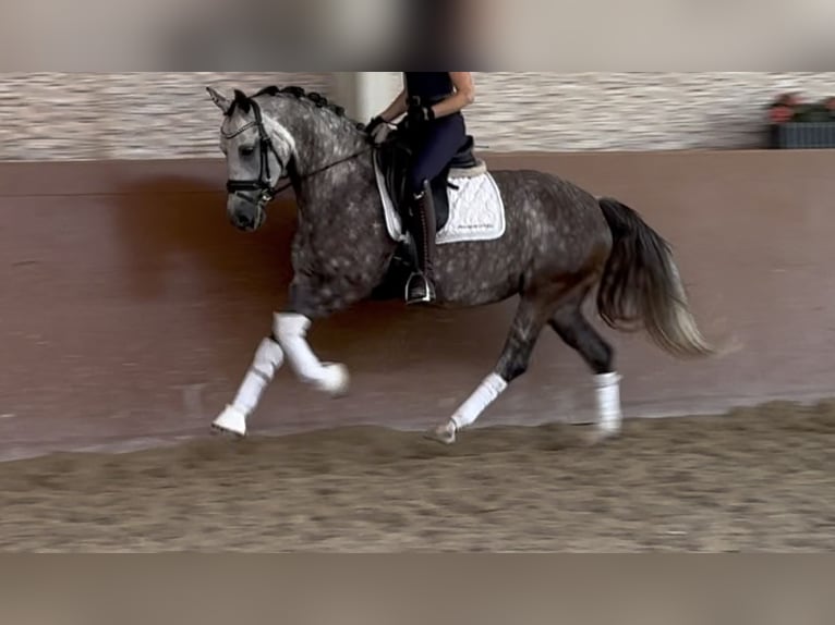 Deutsches Reitpony Stute 5 Jahre 147 cm Apfelschimmel in Wehringen