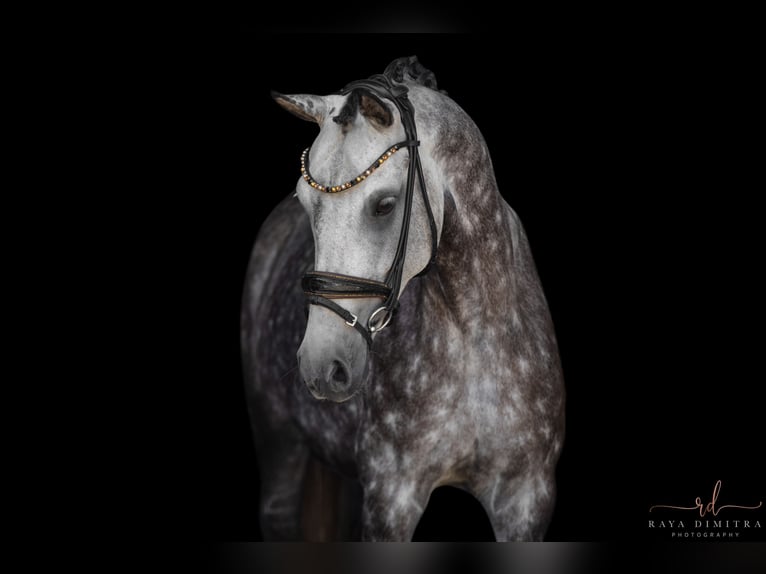 Deutsches Reitpony Stute 5 Jahre 147 cm Apfelschimmel in Wehringen