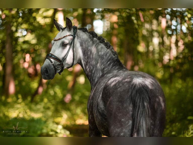 Deutsches Reitpony Stute 5 Jahre 147 cm Apfelschimmel in Wehringen