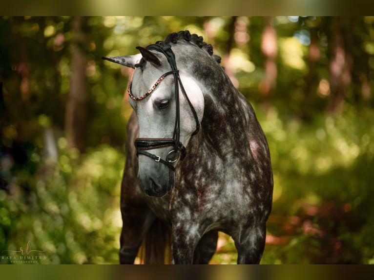 Deutsches Reitpony Stute 5 Jahre 147 cm Apfelschimmel in Wehringen