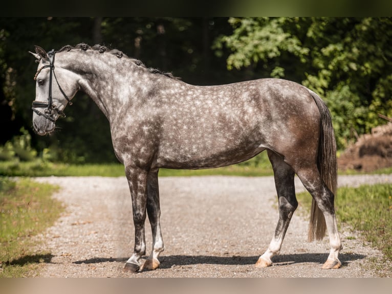 Deutsches Reitpony Stute 5 Jahre 147 cm Apfelschimmel in Wehringen