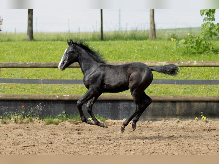 Deutsches Reitpony Mix Stute 5 Jahre 147 cm Apfelschimmel in Marxheim