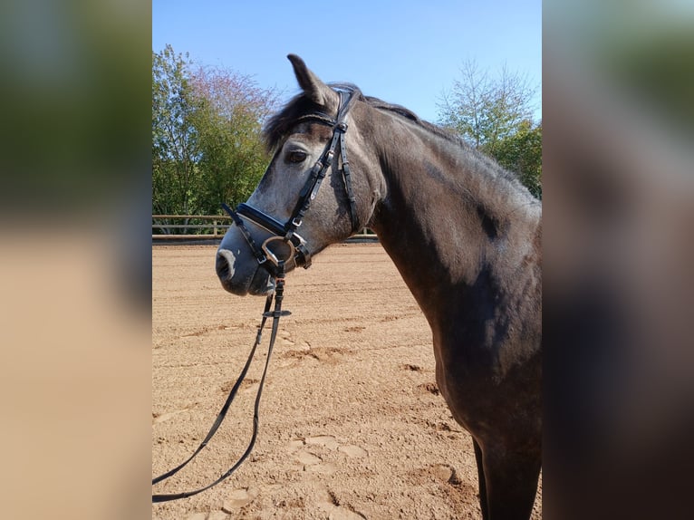 Deutsches Reitpony Mix Stute 5 Jahre 147 cm Apfelschimmel in Marxheim