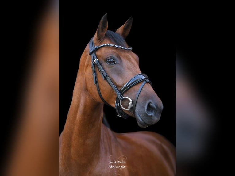 Deutsches Reitpony Stute 5 Jahre 147 cm Brauner in Babenhausen