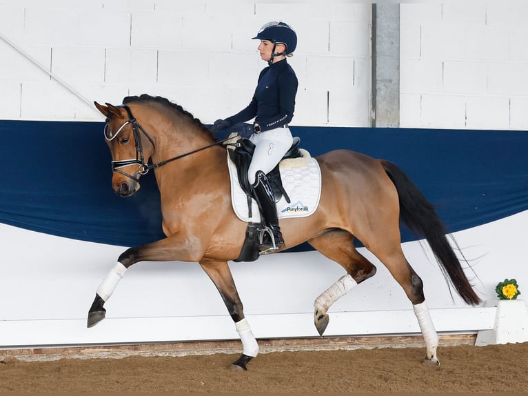 Deutsches Reitpony Stute 5 Jahre 147 cm Brauner in Marsberg