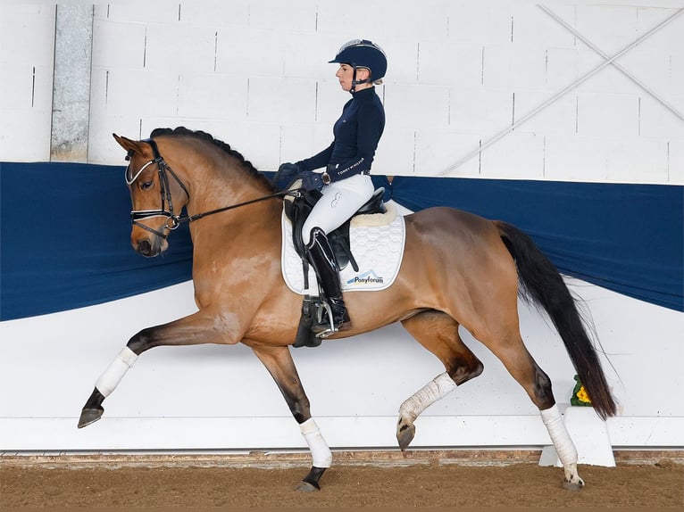 Deutsches Reitpony Stute 5 Jahre 147 cm Brauner in Marsberg