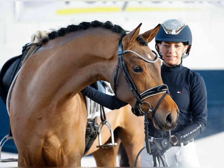 Deutsches Reitpony Stute 5 Jahre 147 cm Brauner in Marsberg