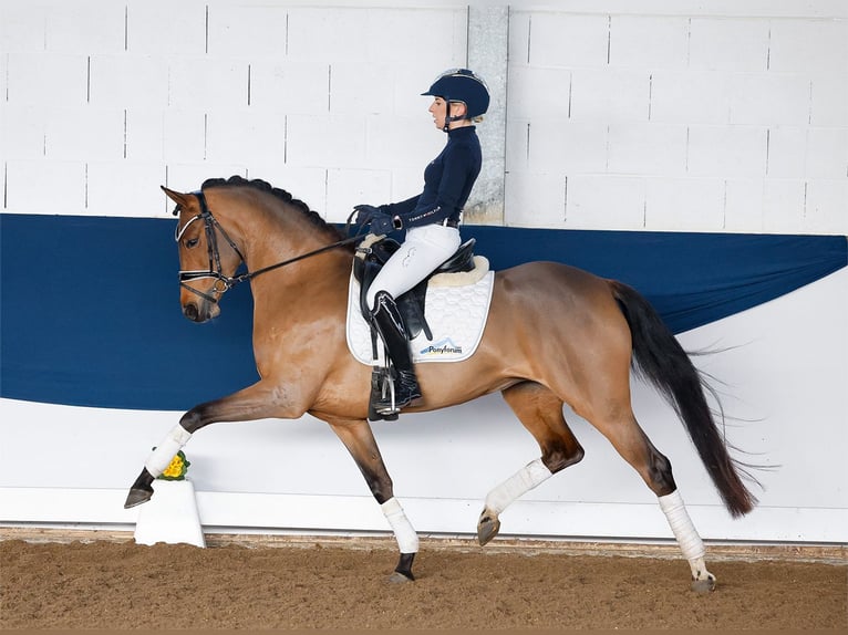 Deutsches Reitpony Stute 5 Jahre 147 cm Brauner in Marsberg