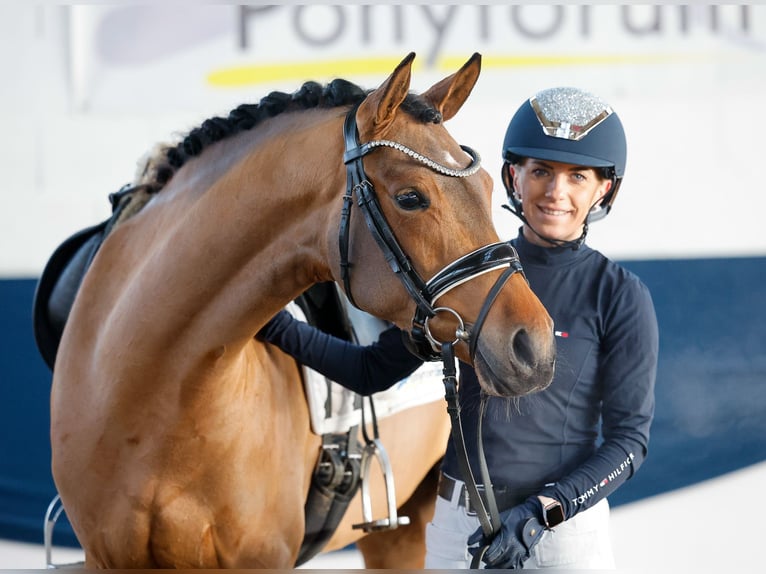 Deutsches Reitpony Stute 5 Jahre 147 cm Brauner in Marsberg