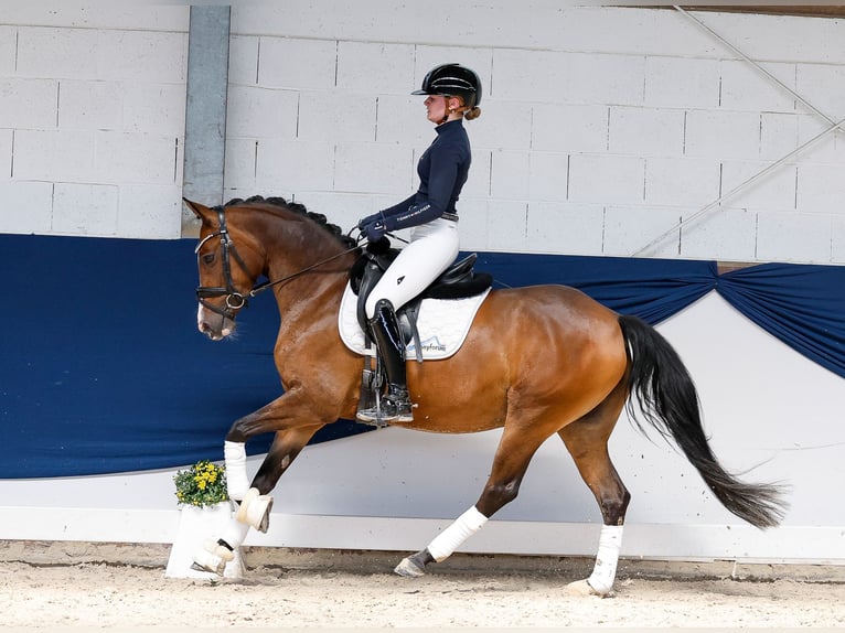 Deutsches Reitpony Stute 5 Jahre 147 cm Brauner in Marsberg