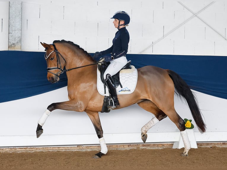 Deutsches Reitpony Stute 5 Jahre 147 cm Brauner in Marsberg