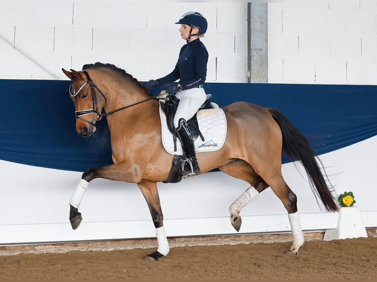 Deutsches Reitpony Stute 5 Jahre 147 cm Brauner in Marsberg