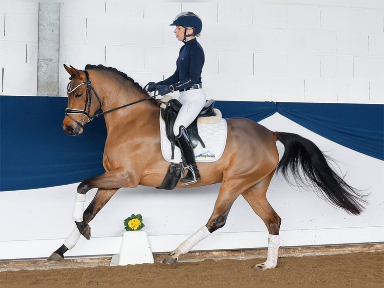 Deutsches Reitpony Stute 5 Jahre 147 cm Brauner in Marsberg