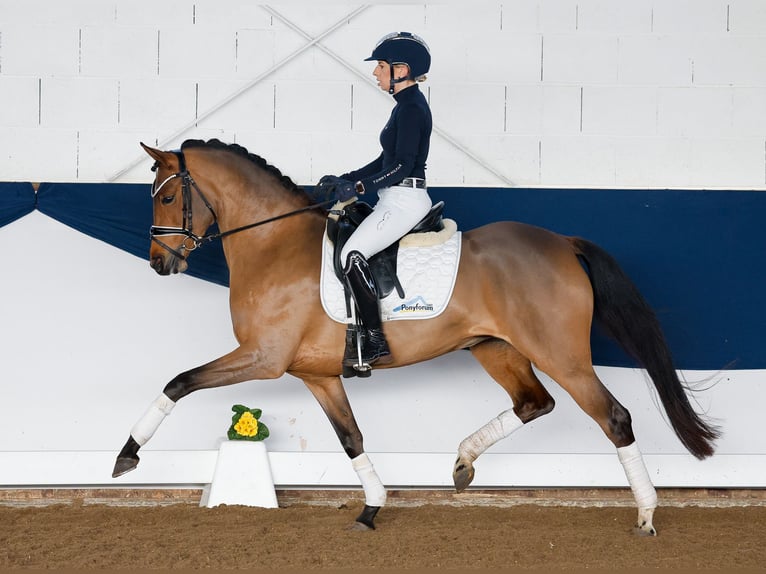 Deutsches Reitpony Stute 5 Jahre 147 cm Brauner in Marsberg