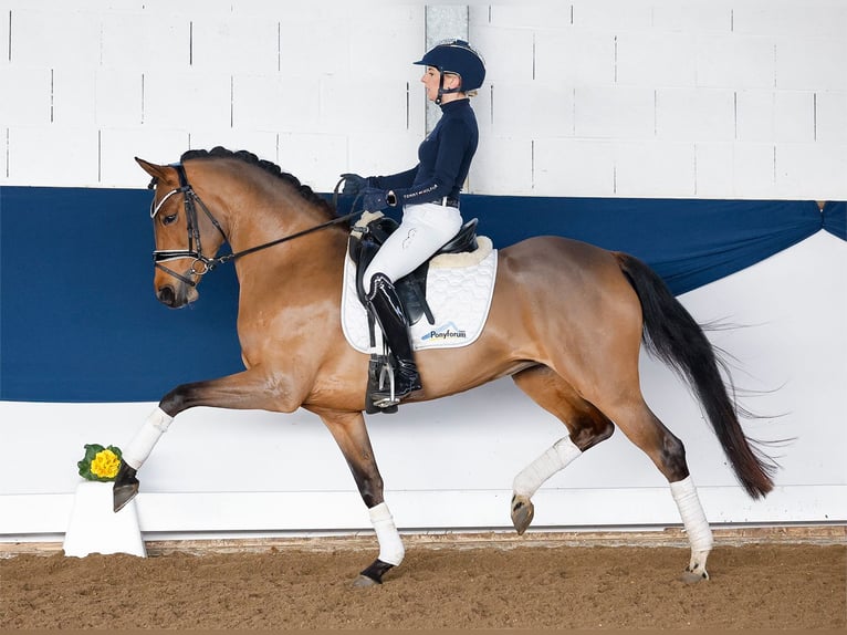 Deutsches Reitpony Stute 5 Jahre 147 cm Brauner in Marsberg