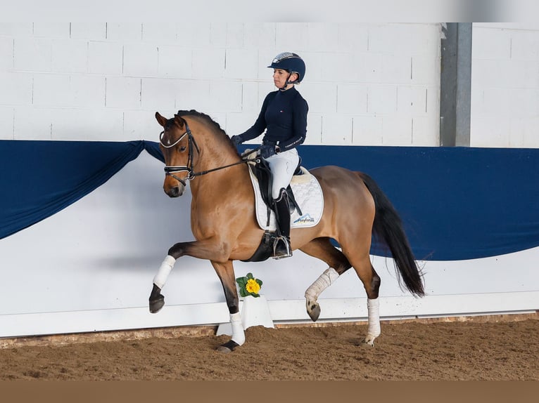 Deutsches Reitpony Stute 5 Jahre 147 cm Brauner in Marsberg