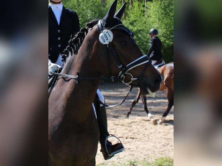 Deutsches Reitpony Stute 5 Jahre 147 cm Brauner in Suhlendorf