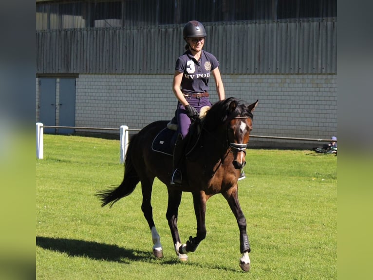 Deutsches Reitpony Stute 5 Jahre 147 cm Brauner in Suhlendorf