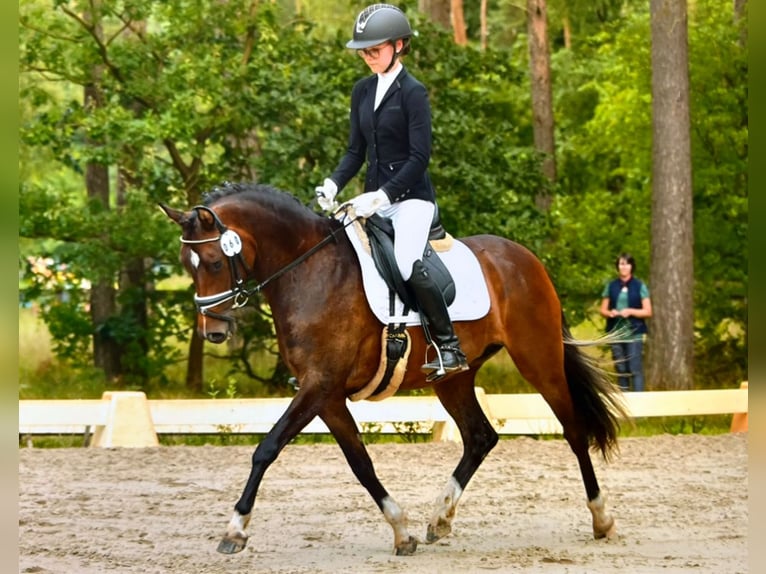 Deutsches Reitpony Stute 5 Jahre 147 cm Brauner in Suhlendorf