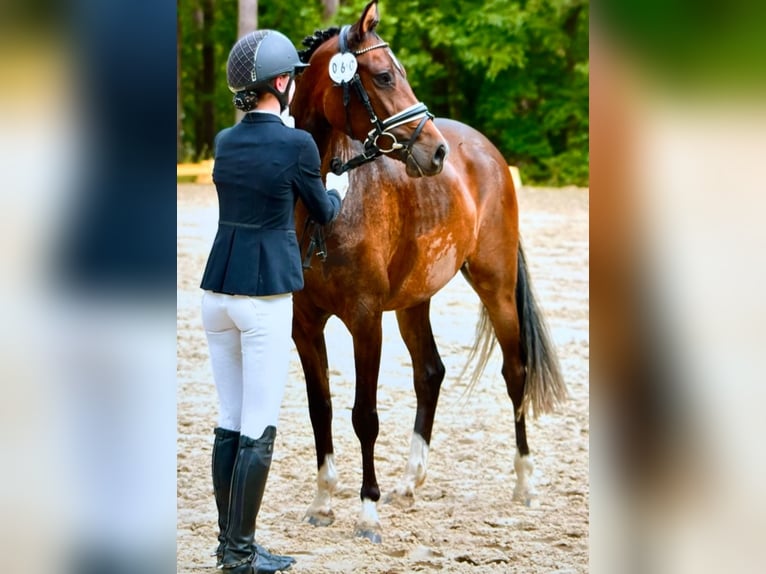 Deutsches Reitpony Stute 5 Jahre 147 cm Brauner in Suhlendorf