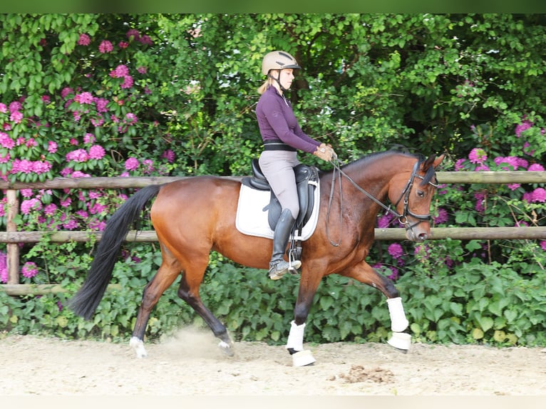Deutsches Reitpony Stute 5 Jahre 147 cm Brauner in Stuhr