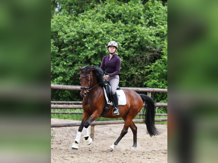 Deutsches Reitpony Stute 5 Jahre 147 cm Brauner in Stuhr