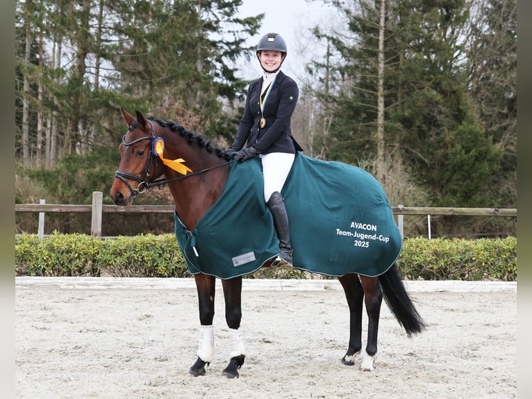 Deutsches Reitpony Stute 5 Jahre 147 cm Brauner in Stuhr