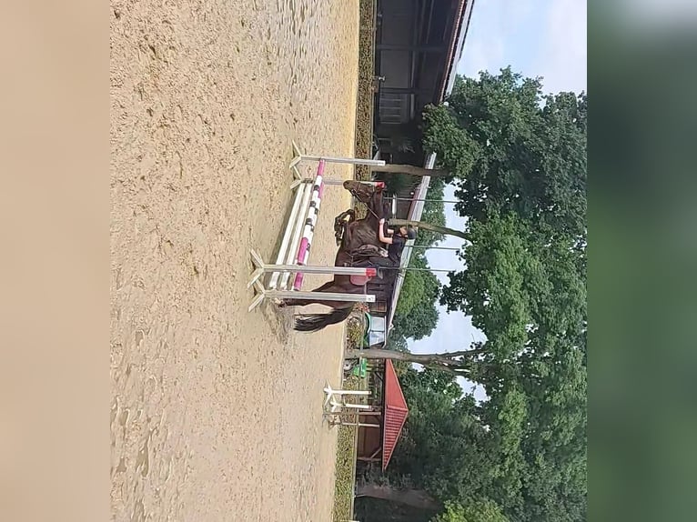 Deutsches Reitpony Stute 5 Jahre 147 cm Brauner in Stadtlohn