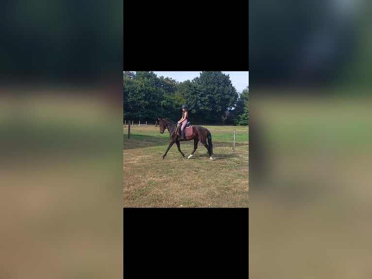 Deutsches Reitpony Stute 5 Jahre 147 cm Brauner in Stadtlohn