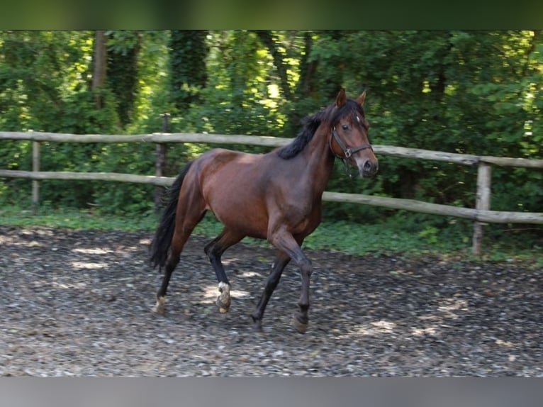 Deutsches Reitpony Stute 5 Jahre 147 cm Brauner in Stadtlohn