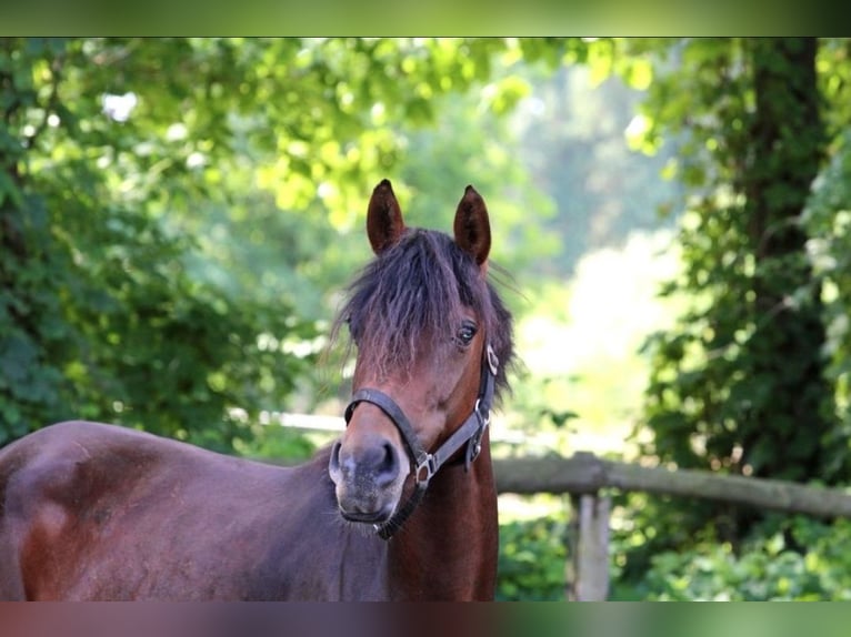 Deutsches Reitpony Stute 5 Jahre 147 cm Brauner in Stadtlohn