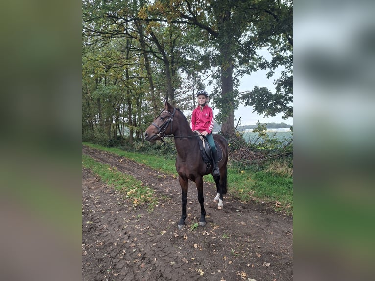 Deutsches Reitpony Stute 5 Jahre 147 cm Brauner in Stadtlohn