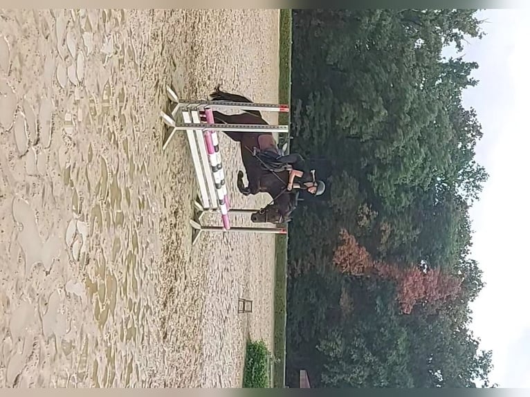 Deutsches Reitpony Stute 5 Jahre 147 cm Brauner in Stadtlohn