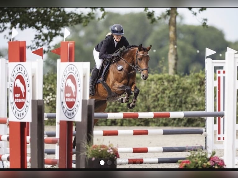 Deutsches Reitpony Stute 5 Jahre 147 cm Brauner in Seevetal