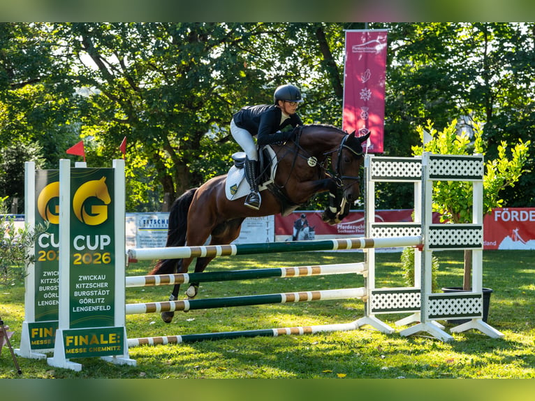 Deutsches Reitpony Stute 5 Jahre 147 cm Brauner in Lengenfeld