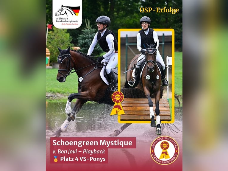 Deutsches Reitpony Stute 5 Jahre 147 cm Brauner in Lengenfeld