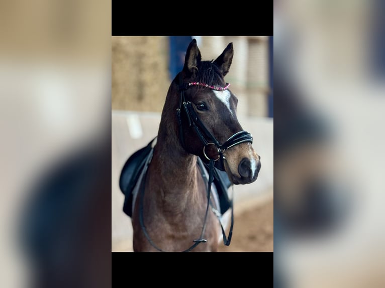 Deutsches Reitpony Stute 5 Jahre 147 cm Buckskin in Bexbach