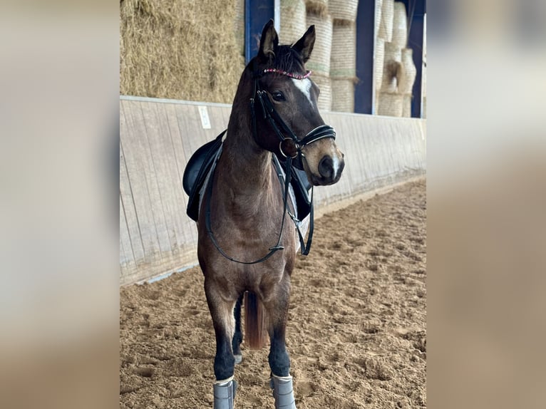 Deutsches Reitpony Stute 5 Jahre 147 cm Buckskin in Bexbach