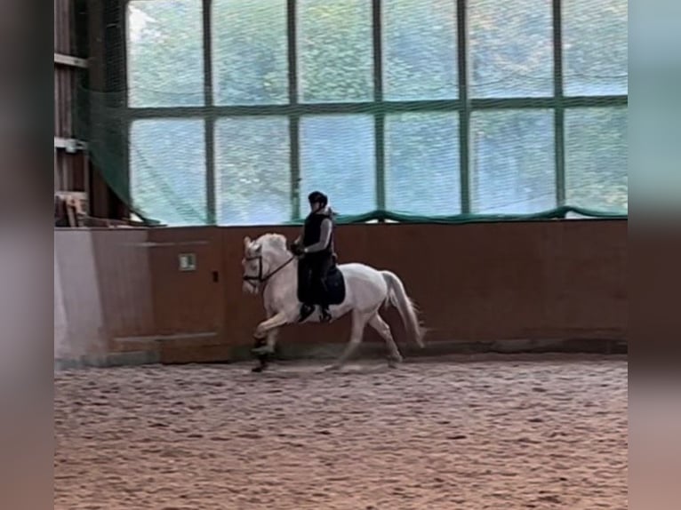 Deutsches Reitpony Stute 5 Jahre 147 cm Cremello in Hamburg Deutsches Reitpony Stute 5 Jahre 147 cm Cremello in Hamburg